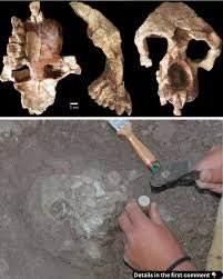 کشف پیوند گمشده بین فرگشت  و اسرار  نهفته در زخم‌های یک میلیون‌ساله