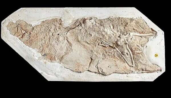 تمساح ماقبل تاریخی که شبیه سگ شکاری بوده است