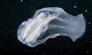 جانورانی شبیه موجودات فضایی که پیش از دایناسورها می‌زیستند! | عکس