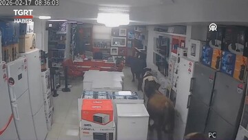 لحظه جالب ورود گاوها به فروشگاه لوازم خانگی؛ خیلی منظم و مرتب! + ویدئو