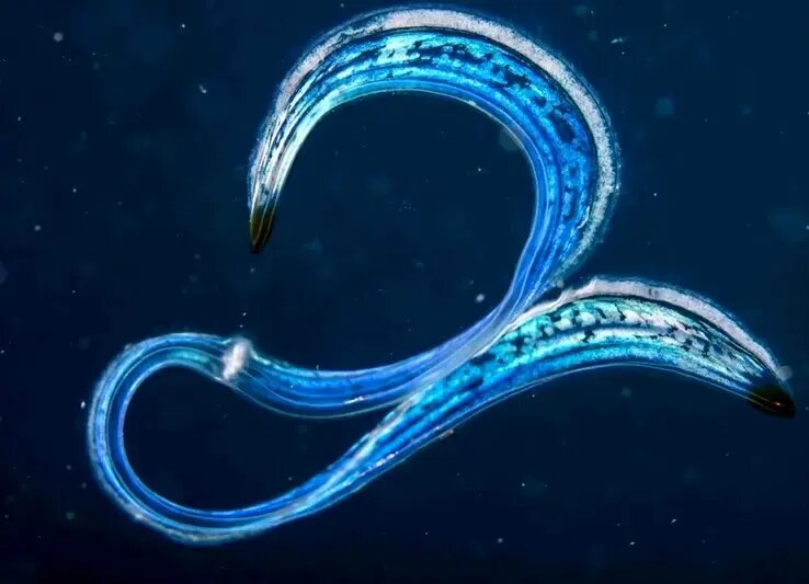 جانورانی شبیه موجودات فضایی که پیش از دایناسورها می‌زیستند! | عکس