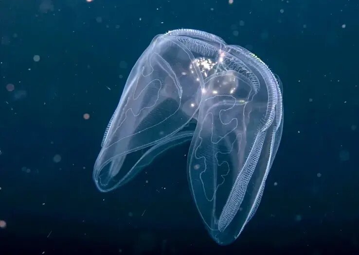 جانورانی شبیه موجودات فضایی که پیش از دایناسورها می‌زیستند! | عکس