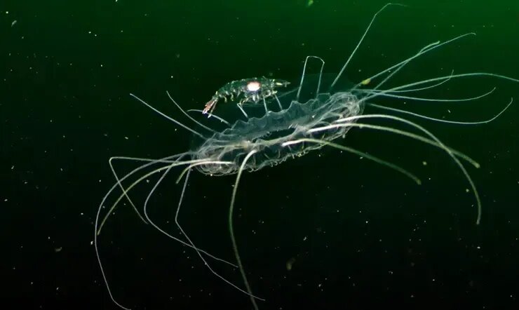 جانورانی شبیه موجودات فضایی که پیش از دایناسورها می‌زیستند! | عکس