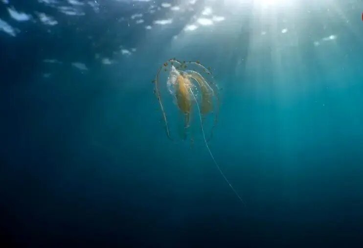 جانورانی شبیه موجودات فضایی که پیش از دایناسورها می‌زیستند! | عکس