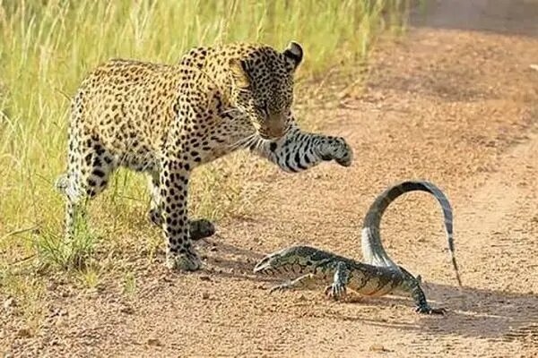 رویارویی تماشایی پلنگ و بزمجه | ویدئو