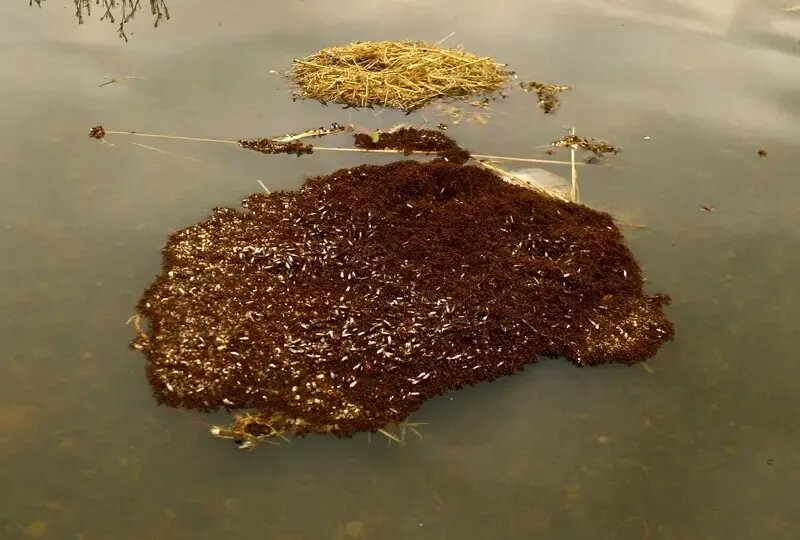 شناورهایی از جنس «مورچه» که هفته‌ها روی آب شناور می‌مانند | عکس