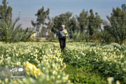 نرگس‌های زائر | درباره آیین اهدای ۸ هزار شاخه نرگس ایرانی که هر سال نوبرانه‌هایشان به زیارت امام رضا (ع) می‌روند