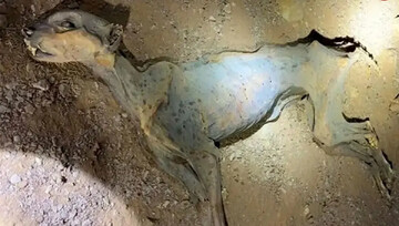 کشف مومیایی طبیعی یوزپلنگ در عربستان | عکس