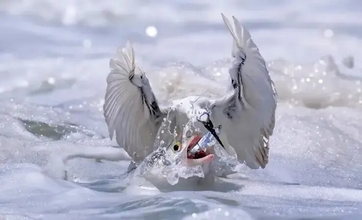 شاهکارهای عکاسی طبیعت در مرحلۀ نهایی جایزه عکاسی سونی | عکس