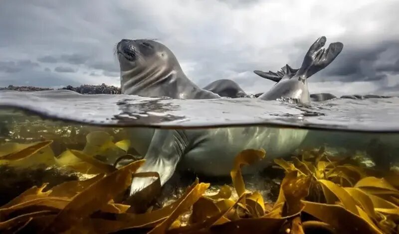 شاهکارهای عکاسی طبیعت در مرحلۀ نهایی جایزه عکاسی سونی | عکس