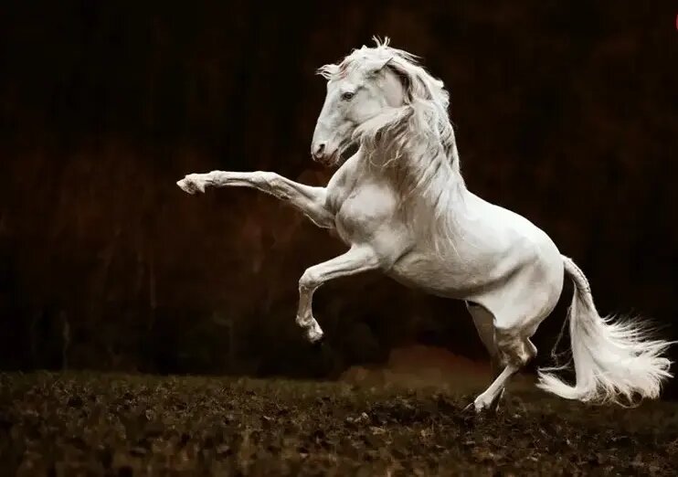 شاهکارهای عکاسی طبیعت در مرحلۀ نهایی جایزه عکاسی سونی | عکس