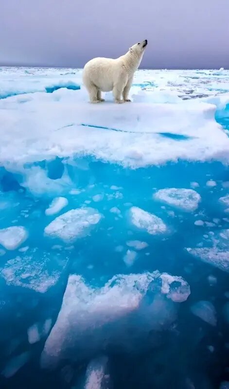 شاهکارهای عکاسی طبیعت در مرحلۀ نهایی جایزه عکاسی سونی | عکس