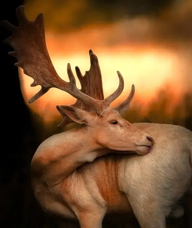 شاهکارهای عکاسی طبیعت در مرحلۀ نهایی جایزه عکاسی سونی | عکس