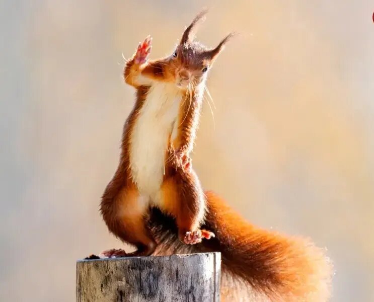 شاهکارهای عکاسی طبیعت در مرحلۀ نهایی جایزه عکاسی سونی | عکس