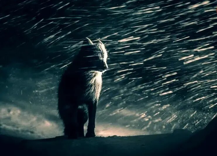 شاهکارهای عکاسی طبیعت در مرحلۀ نهایی جایزه عکاسی سونی | عکس