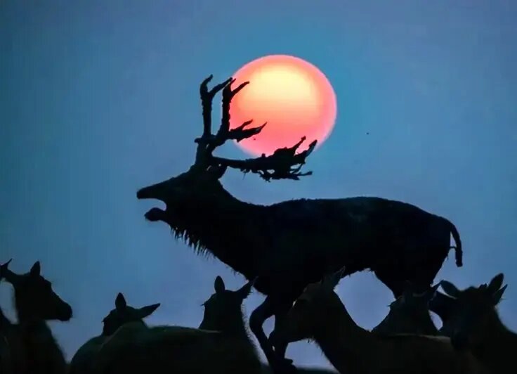 شاهکارهای عکاسی طبیعت در مرحلۀ نهایی جایزه عکاسی سونی | عکس