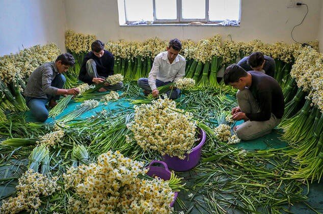 نرگس‌های زائر | درباره آیین اهدای ۸ هزار شاخه نرگس ایرانی که هر سال نوبرانه‌هایشان به زیارت امام رضا (ع) می‌روند