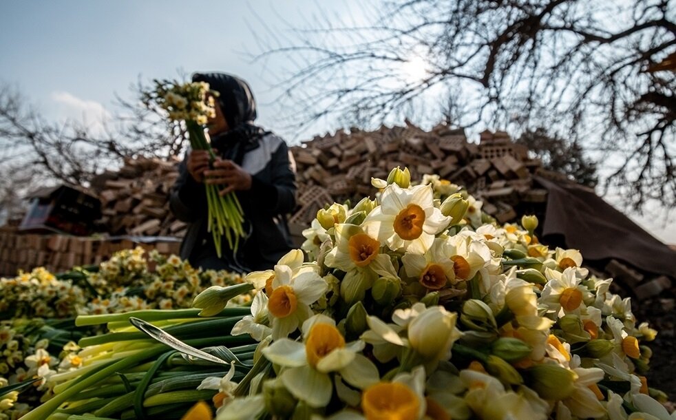 نرگس‌های زائر | درباره آیین اهدای ۸ هزار شاخه نرگس ایرانی که هر سال نوبرانه‌هایشان به زیارت امام رضا (ع) می‌روند