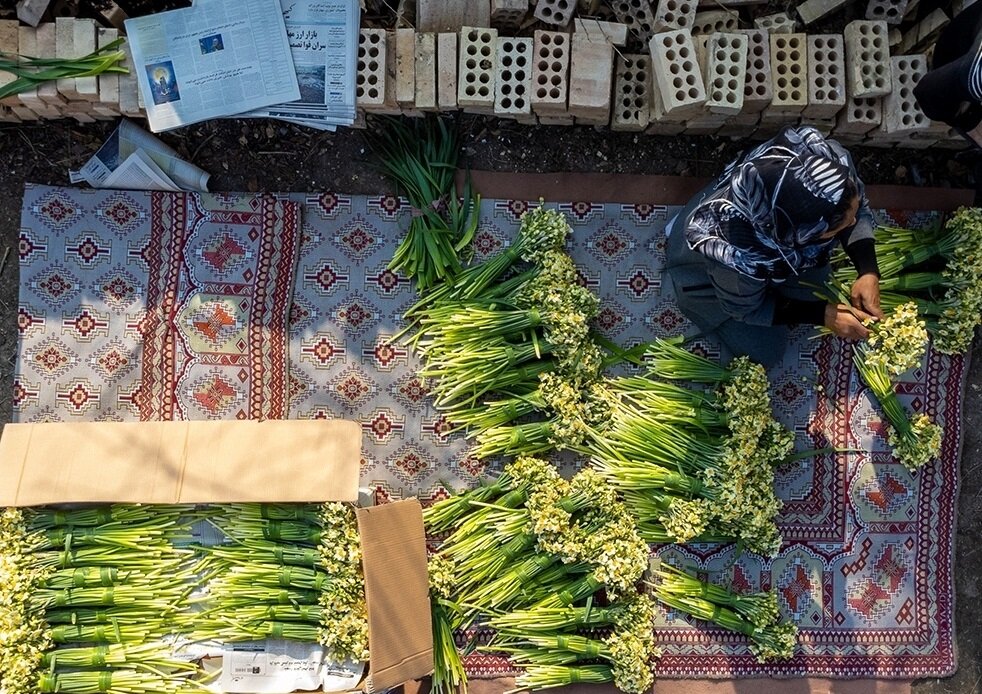 نرگس‌های زائر | درباره آیین اهدای ۸ هزار شاخه نرگس ایرانی که هر سال نوبرانه‌هایشان به زیارت امام رضا (ع) می‌روند