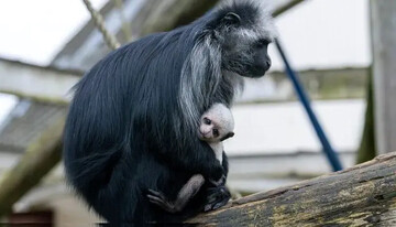 تولد نادر سه میمون در خطر انقراض!