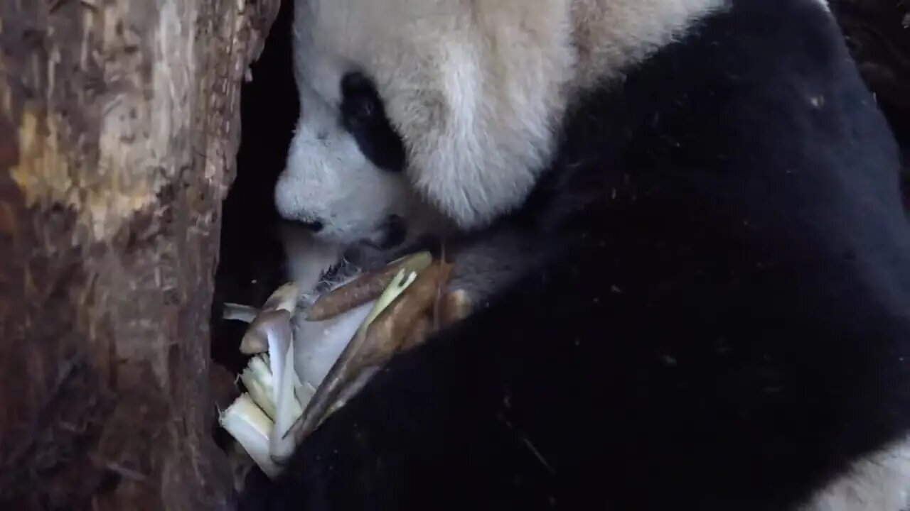 تصاویری از مهر مادری پاندا به توله‌اش | ویدئو