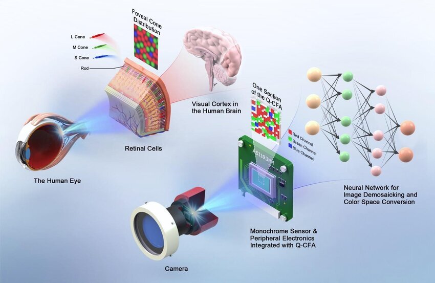 کشف کلید طلایی بینایی انسان