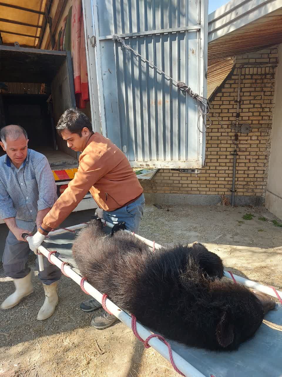 جنگ پای خرس های تهران را به یزد کشاند | گزارش تصویری از انتقال خرسهای پردیسان به یزد