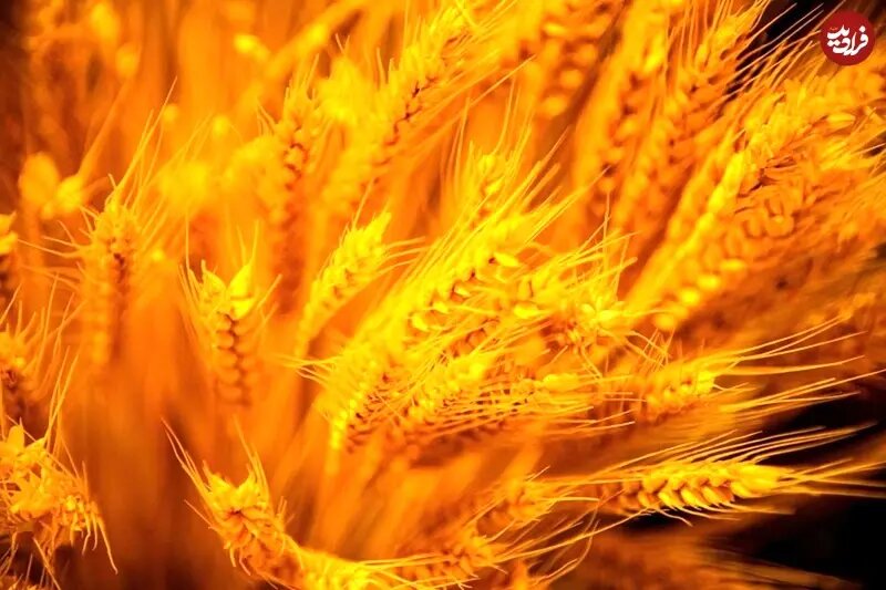 انسان چگونه «یکجانشین» شد؟