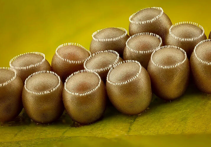 جذابترین عکاسهای میکروسکوپی در سال ۲۰۲۵