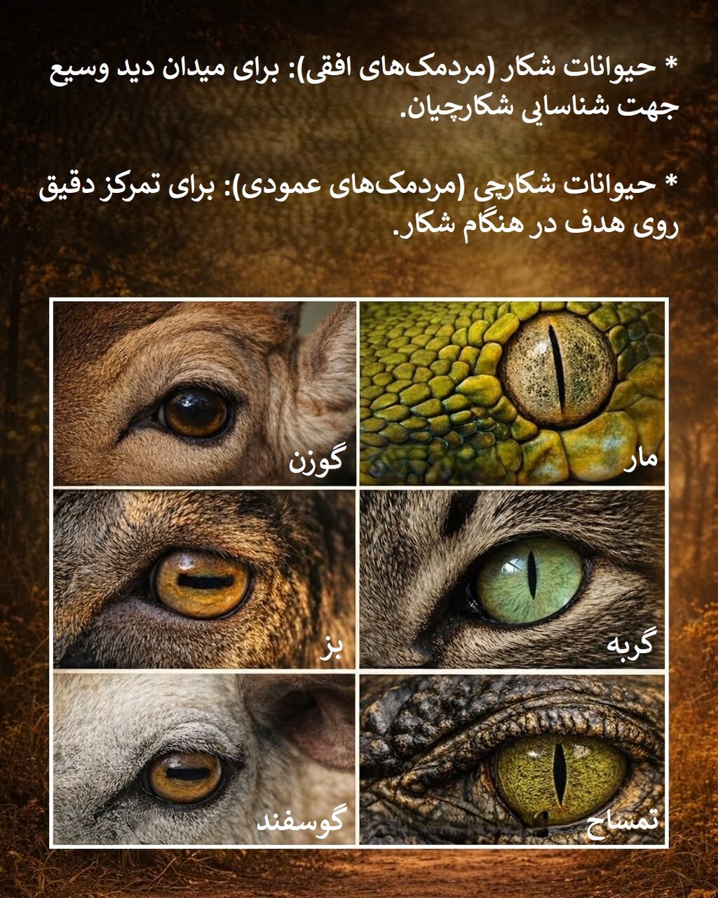 راز پنهان در چشم حیوانات را ببینید | تفاوت چشم شکارچی با شکار + اینفوگرافیک