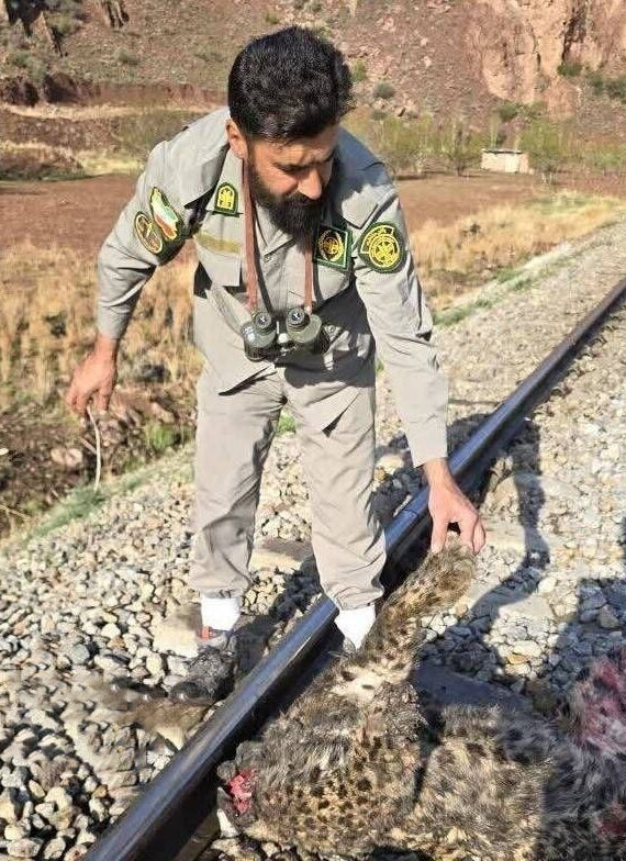 تصادف مرگبار پلنگ با قطار در تهران + عکس