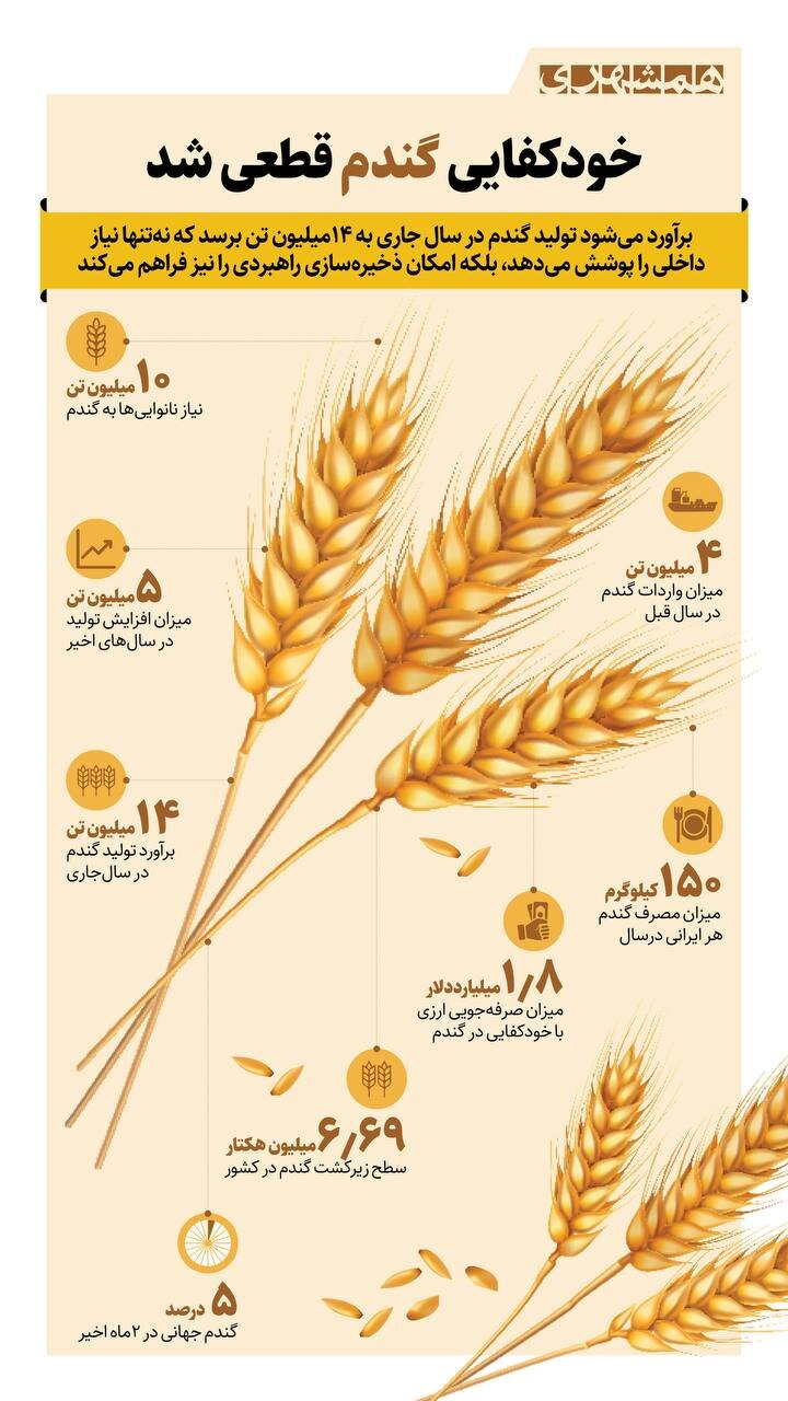 ۱۴ میلیون تن گندم تولید می‌کنیم؛ اینفوگرافی | خودکفایی گندم قطعی شد