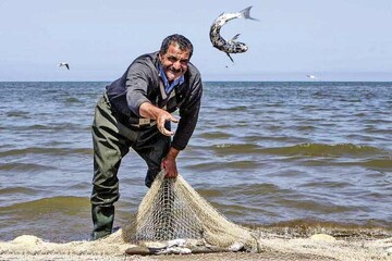 فصل صید استخوانی های خزر تمام شد | کدام استان صید بیشتری کرد + جدول
