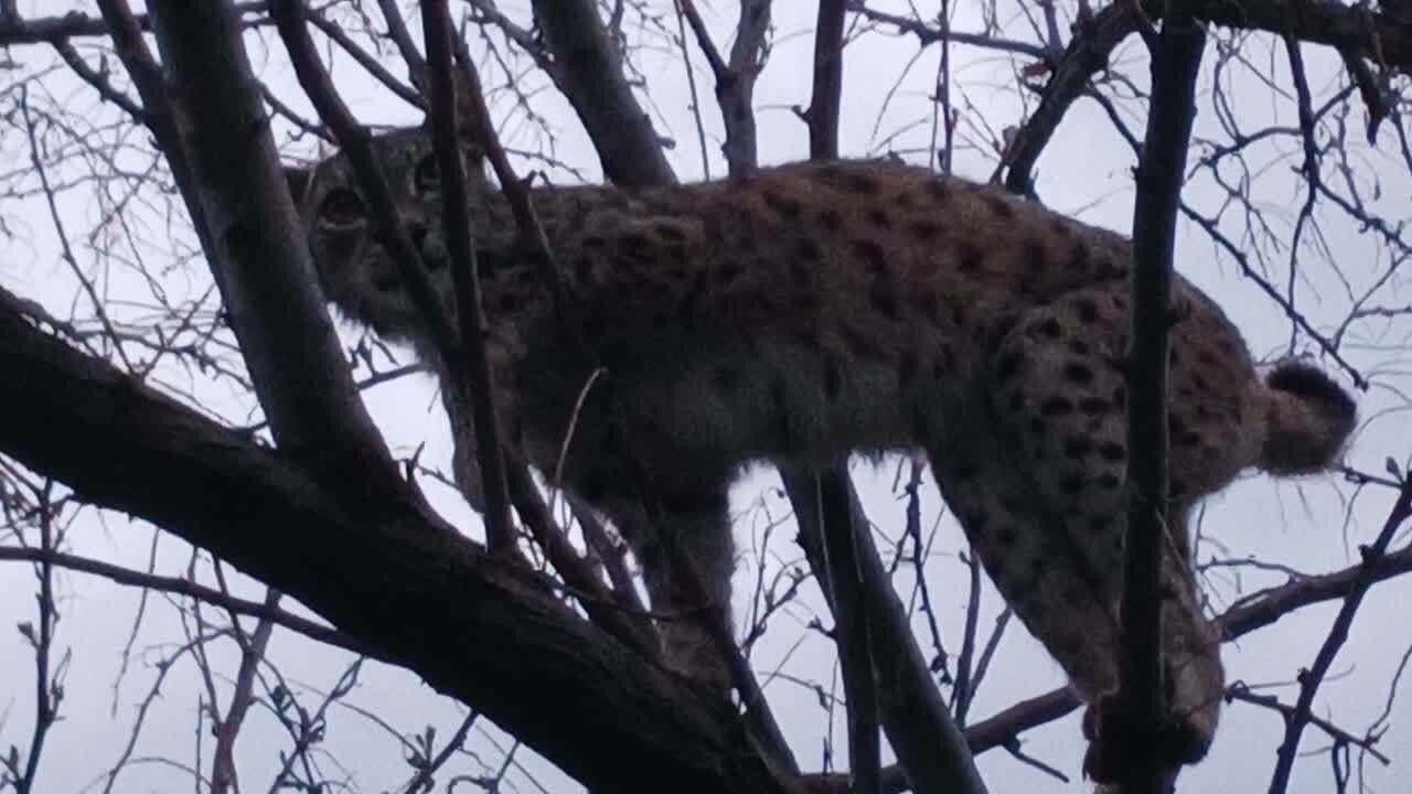 سیاه گوش