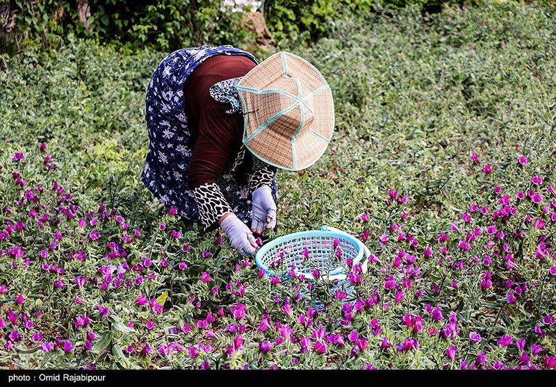 همشهری آنلاین - برداشت گل گاو زبانهای زیبا را ببینید؛ اینجا پایتخت گل ...