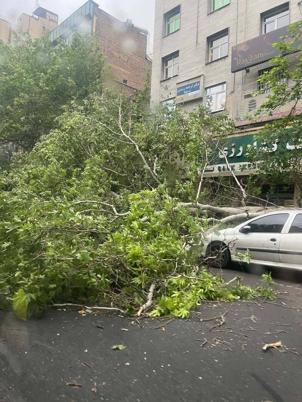 تصاویری از سقوط چند درخت در تهران، در پی وزش شدید باد
‌