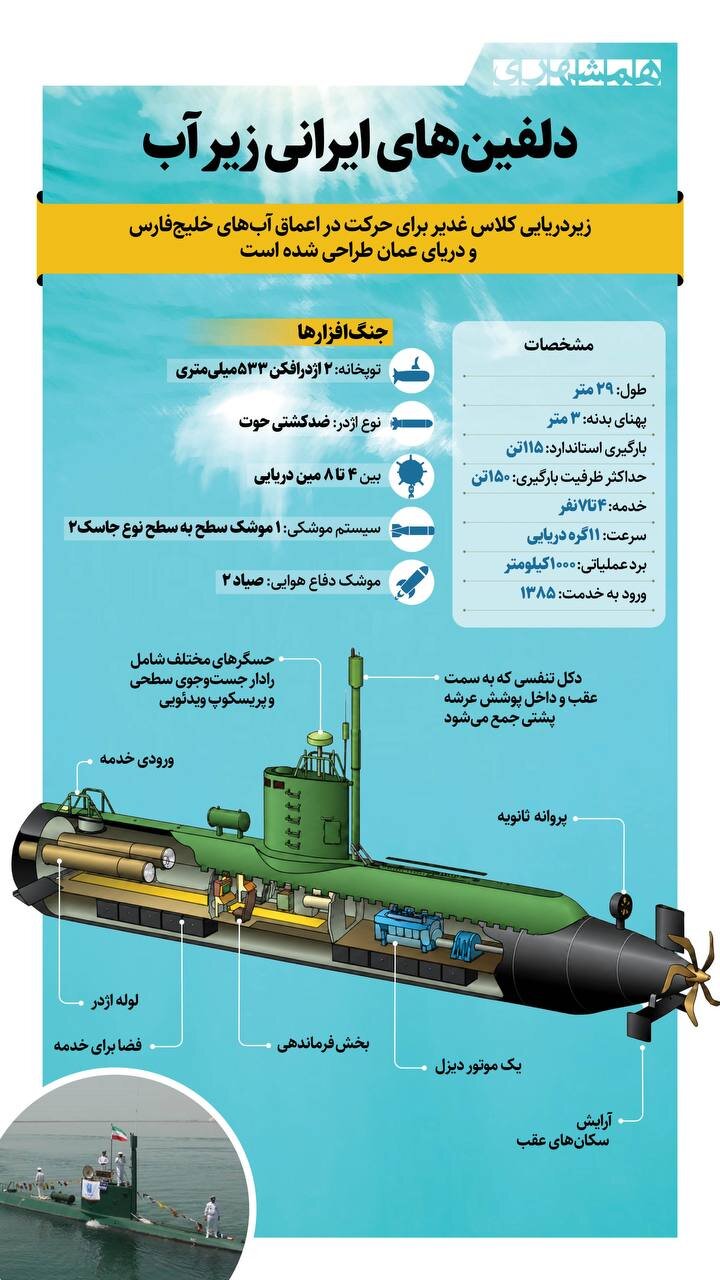 دلفین های ایرانی زیر آب | با دلفین ایرانی آشنا شوید + تصویر