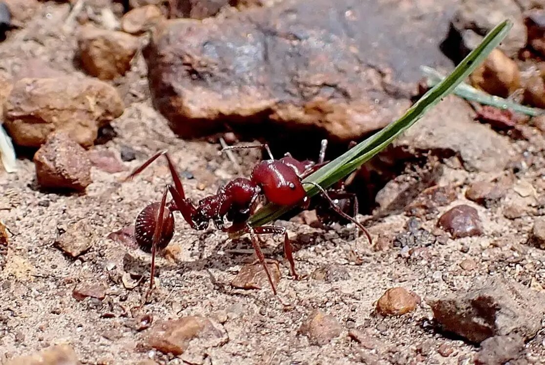مورچه
