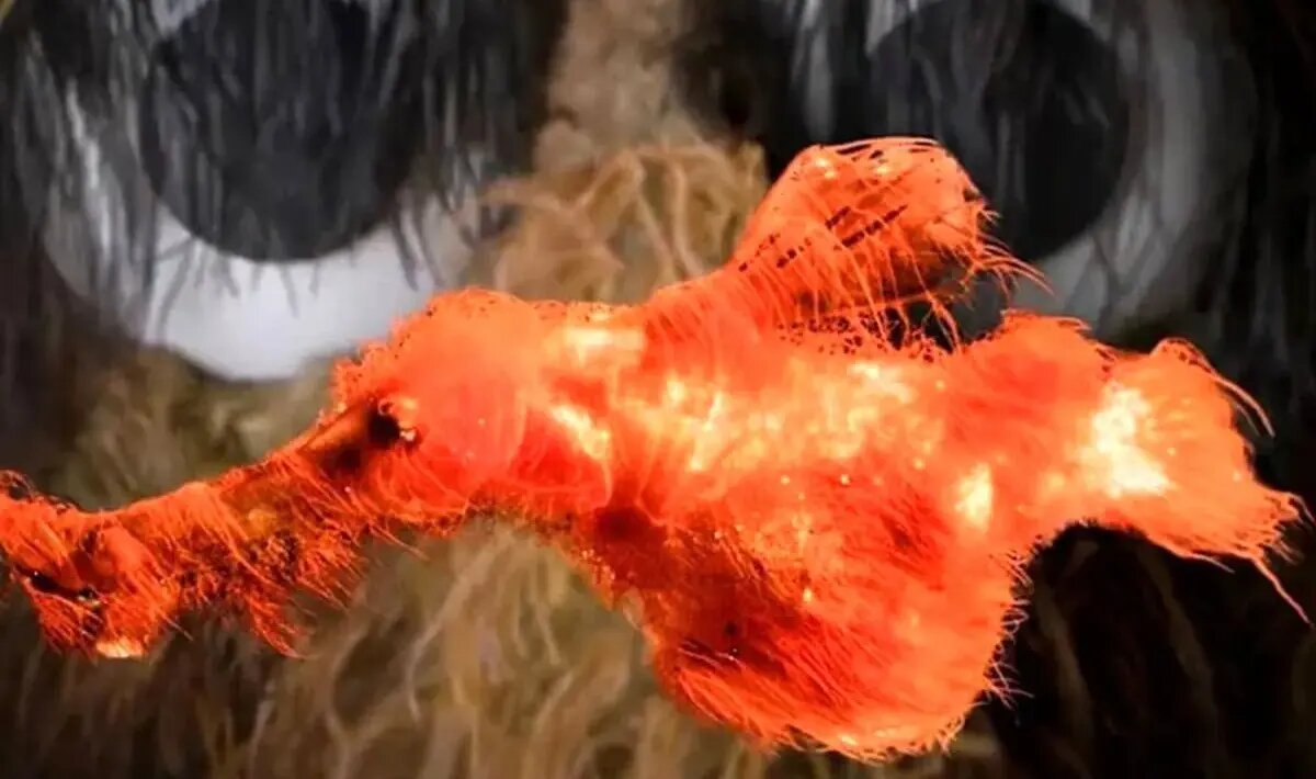 ماهی ناشناخته