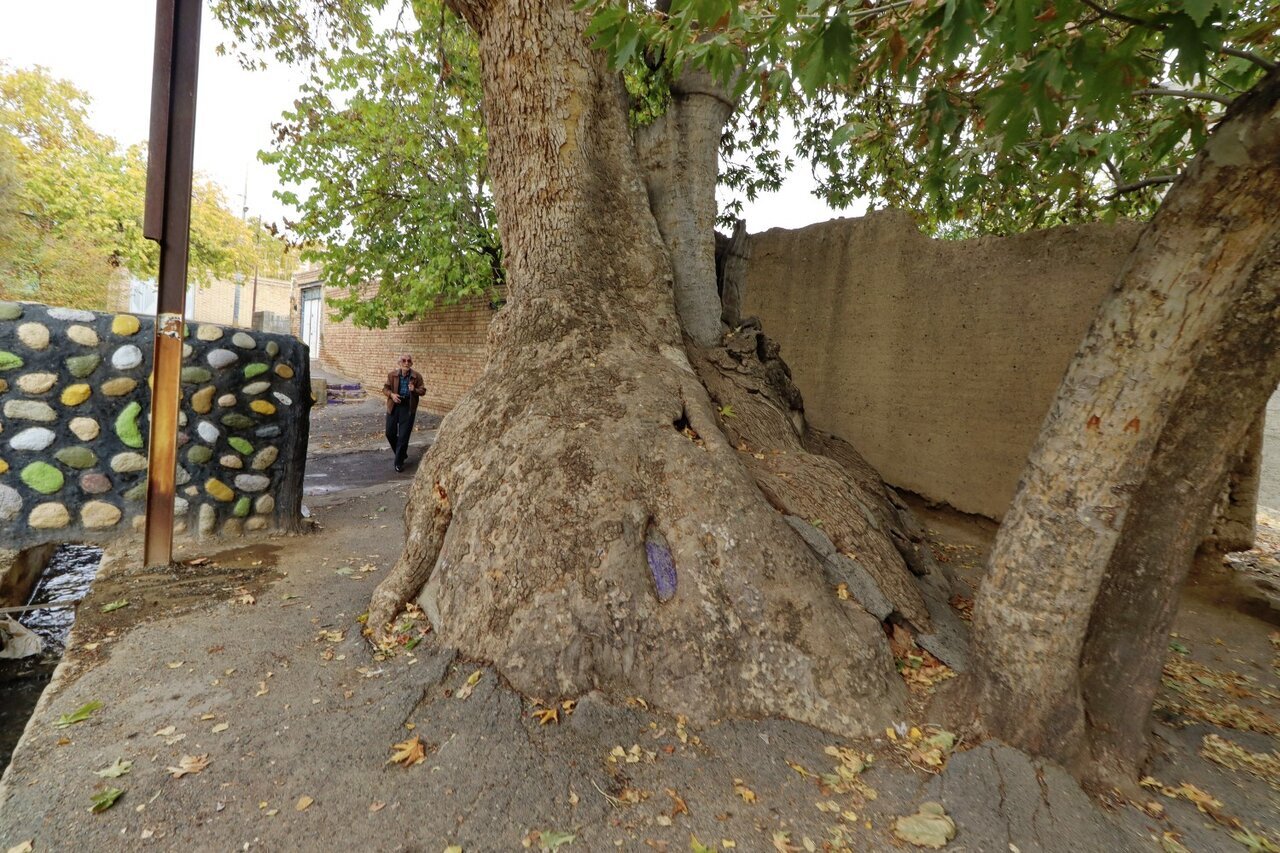 آمریکا ۲۵۰ سال ؛ سرو ابرکوه ۴ هزار سال قدمت | این درختان در ایران عمرشان از آمریکا بیشتر است