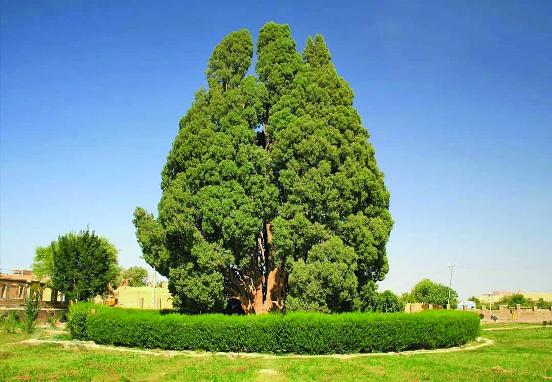 درختان قدیمی