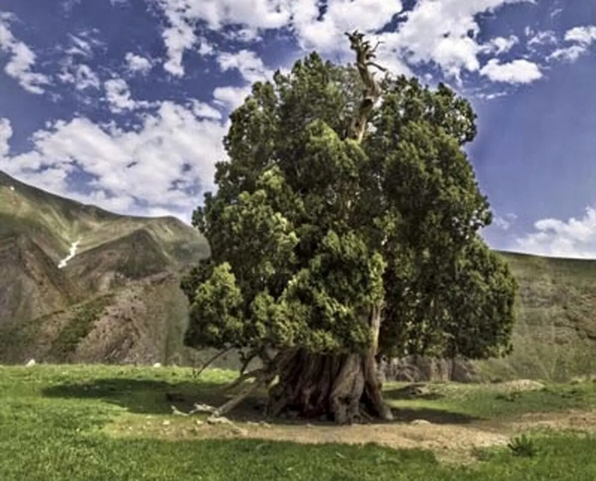 آمریکا ۲۵۰ سال ؛ سرو ابرکوه ۴ هزار سال قدمت | این درختان در ایران عمرشان از آمریکا بیشتر است