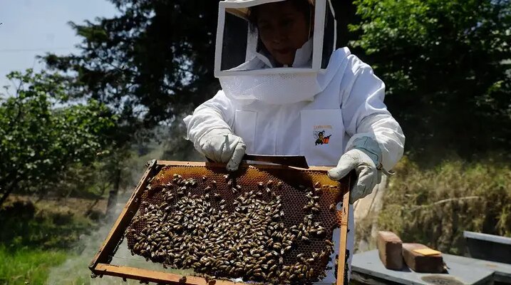 از افزایش تولید عسل تا نجات زنجیره تولید غذای جهان | هوش مصنوعی وارد دنیای زنبورها شد