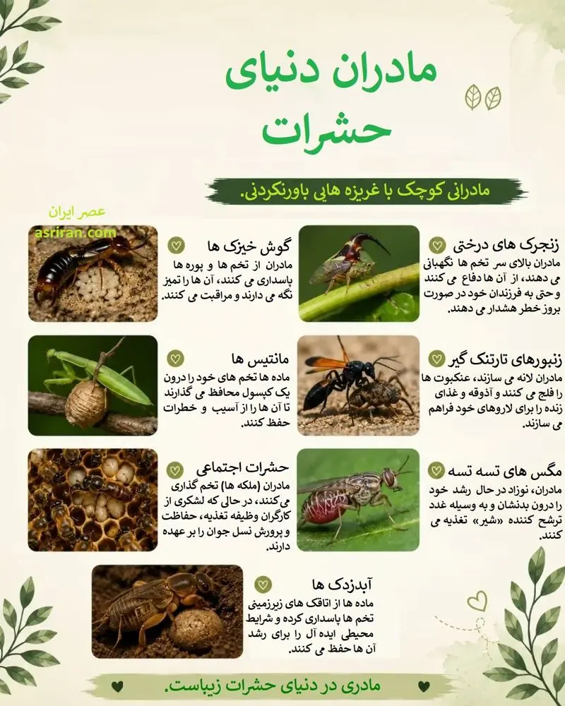 معمای مادران کوچک | وقتی بندپایان، درس «عشق» می‌دهند