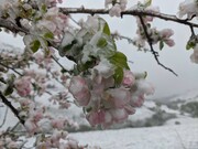 برف بهاری چند منطقه کشور را سپیدپوش کرد + فیلم 