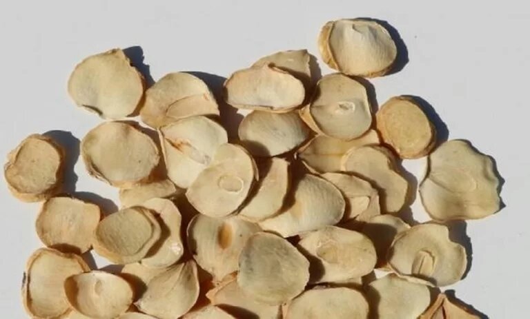 موسیر