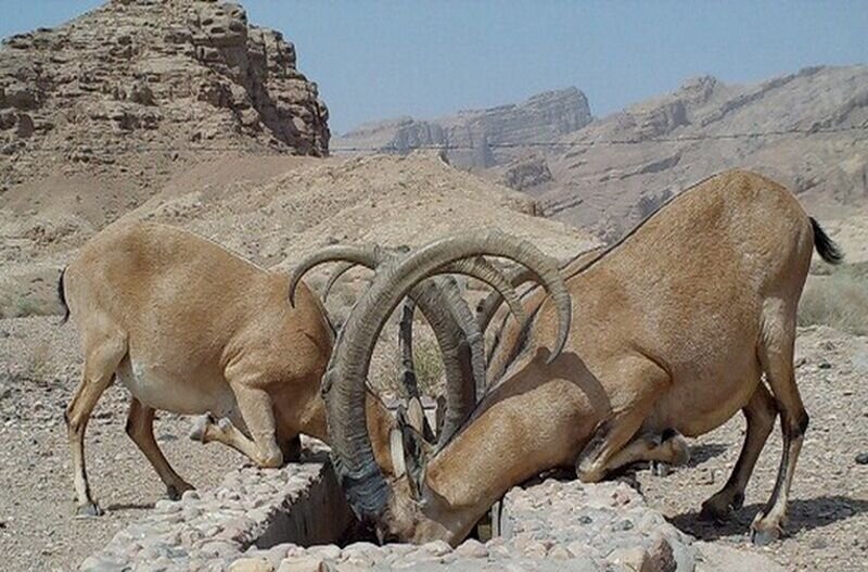 حیات وحش خراسان جنوبی