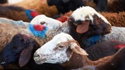بازار داغ گوسفندها؛ روز شلوغ میدان احشام در زنجان | تصاویر
