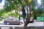 توت‌های خیابانی؛ دام شیرین برای سلامتی شما