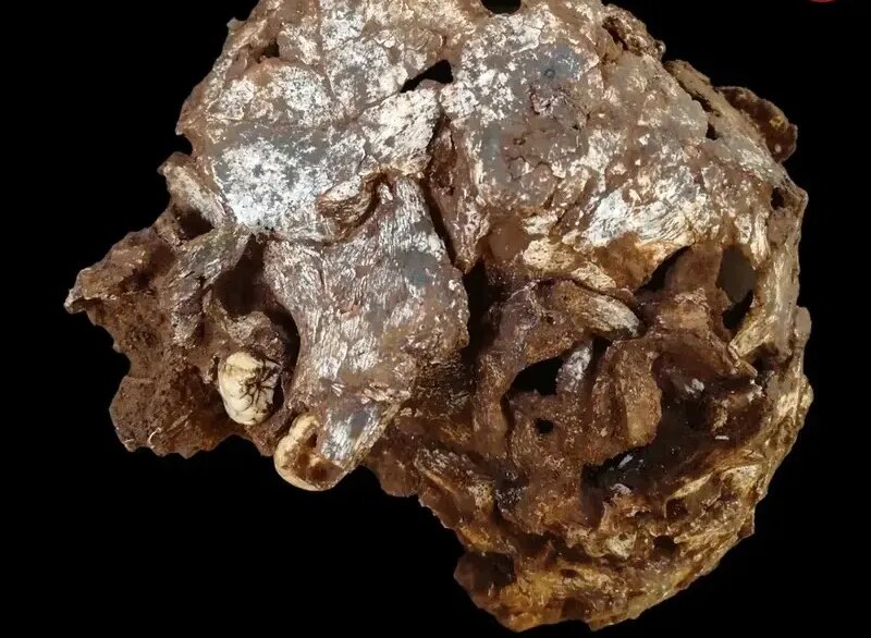 ببینید؛ جمجمه ۷۸ هزارساله کودک مدفون در غار + عکس | کشف قدیمی‌ترین مدفن انسان در آفریقا